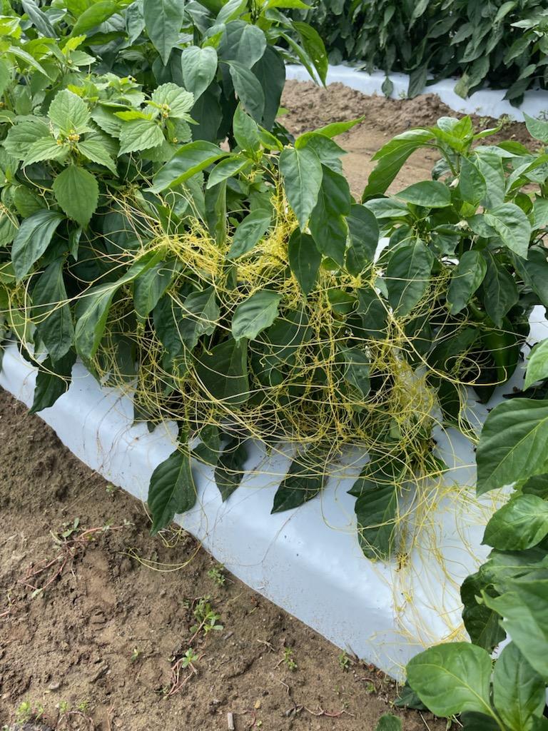 Dodder amongst pepper plants.